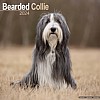 Bearded Collie Calendar